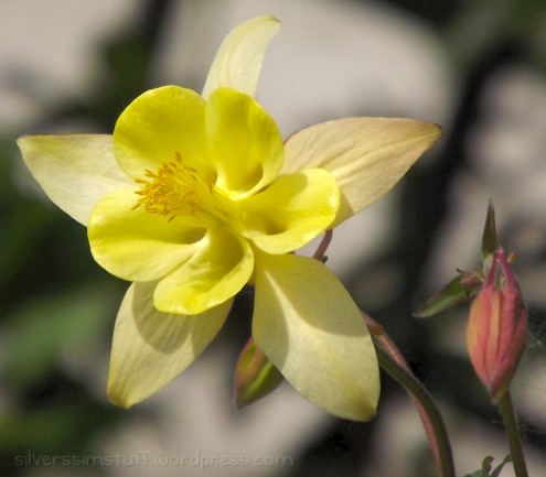 2015-aquilegiayellow