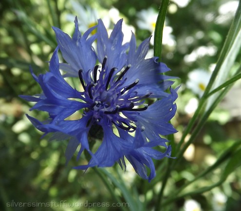 2015-cornflower