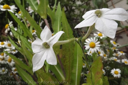 2015-nicotiana