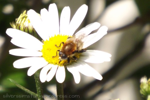 2015-oxeyebee