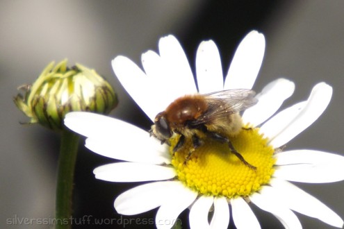 2015-oxeyebee2