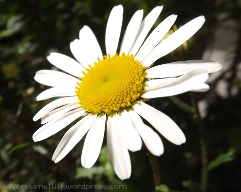 2015-oxeyedaisy