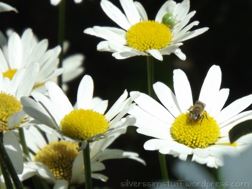 2015-oxeyeshieldbug