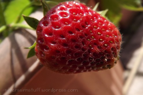 2015-strawberry