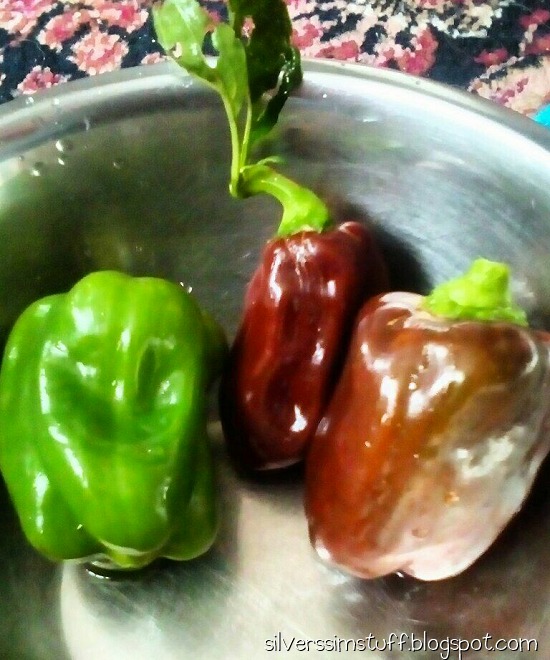 2021-budgie-peppers