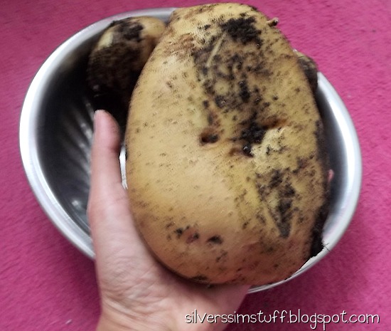 2021-budgie-spuds2