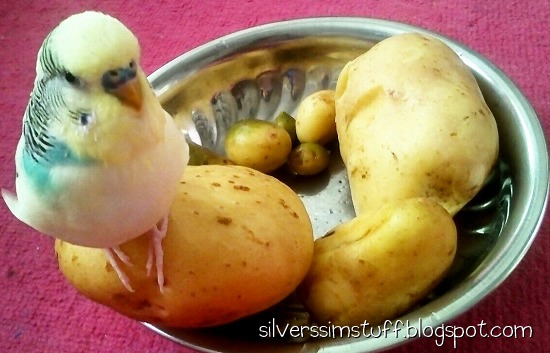 2021-budgie-spuds4
