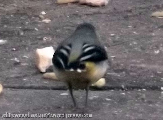 grey wagtail