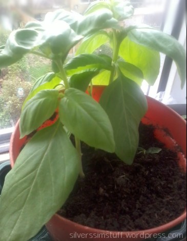 basil