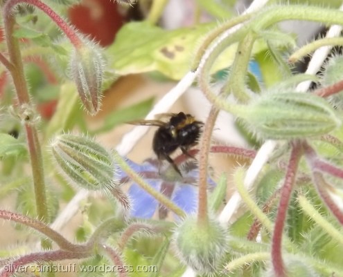 bee-borage