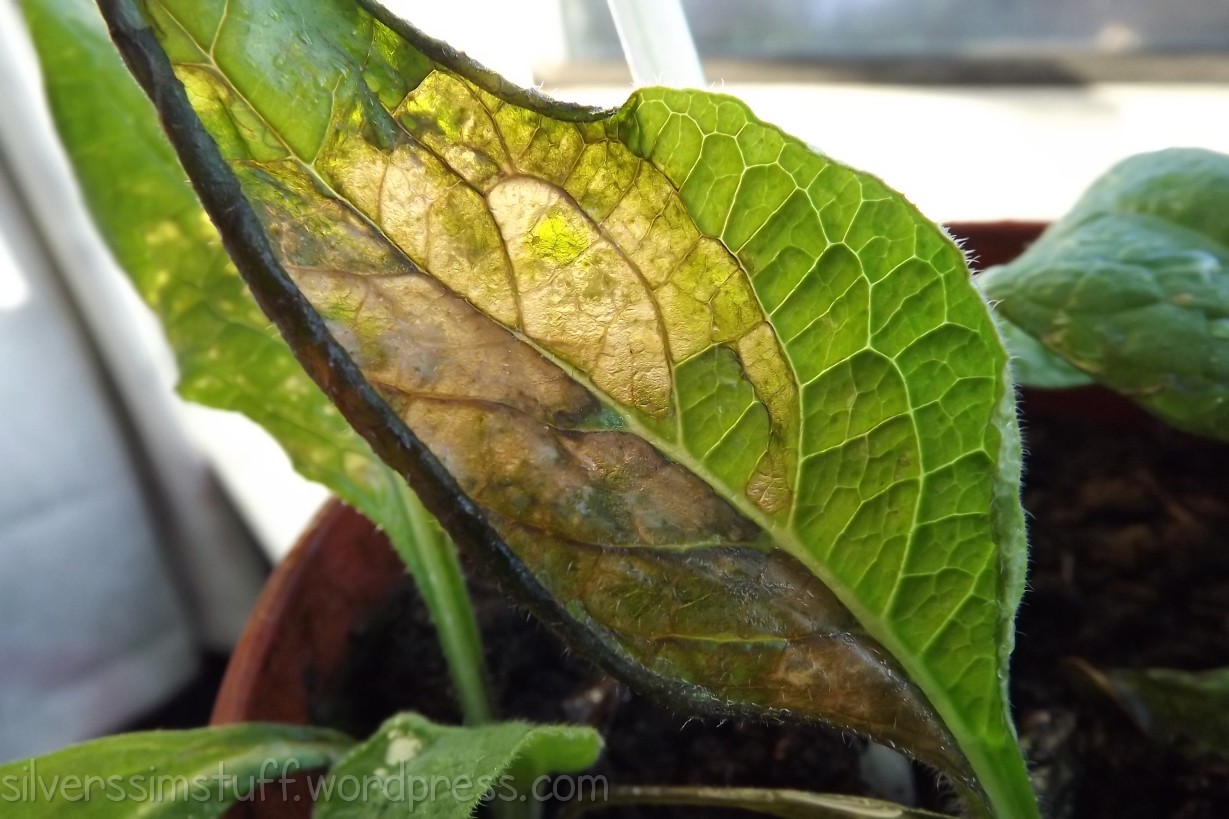 comfrey-brownleaves