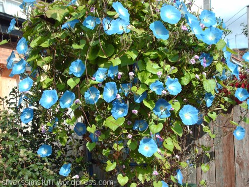 old-morningglories