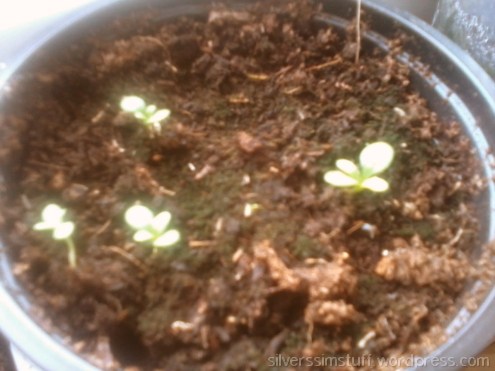 oxeyedaisy