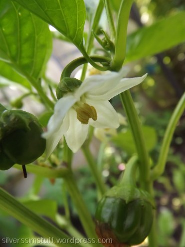 pepper-blossoms