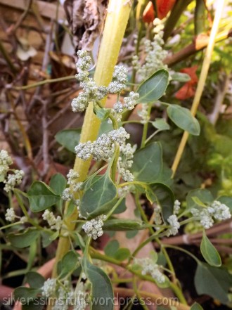 quinoa-berries