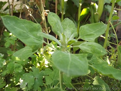 quinoa-growing