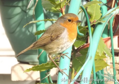 robin