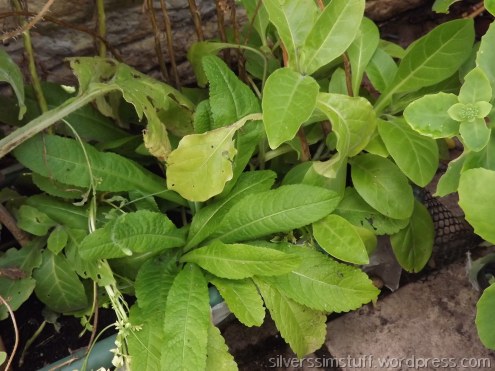 teasel-nicotiana