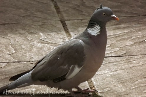 woodie moulting